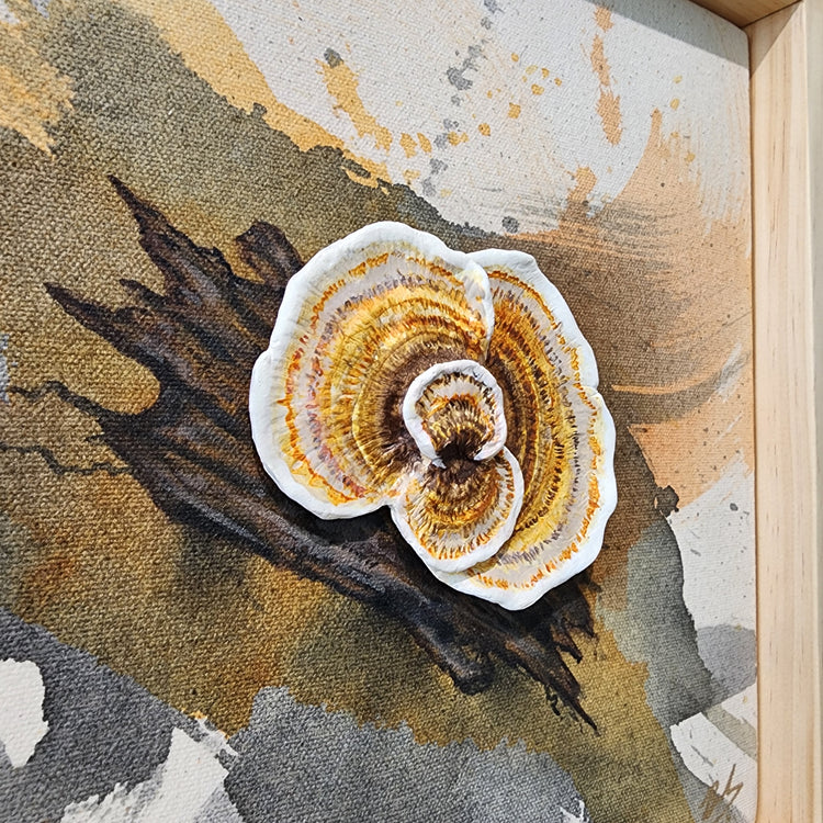 Shroomy #1
